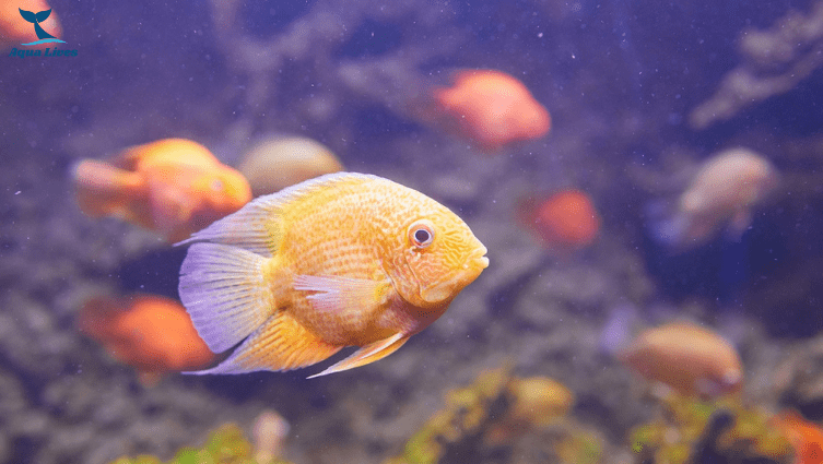 Severum Cichlid